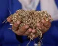 Seeds of hope: how a local farming project is offering a lifeline to Gaza