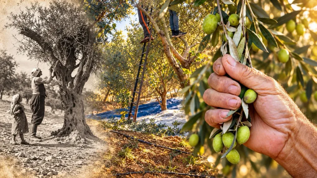 3 Years Ago My Family Harvested Olives, Not Knowing It Would Be the Last Time
