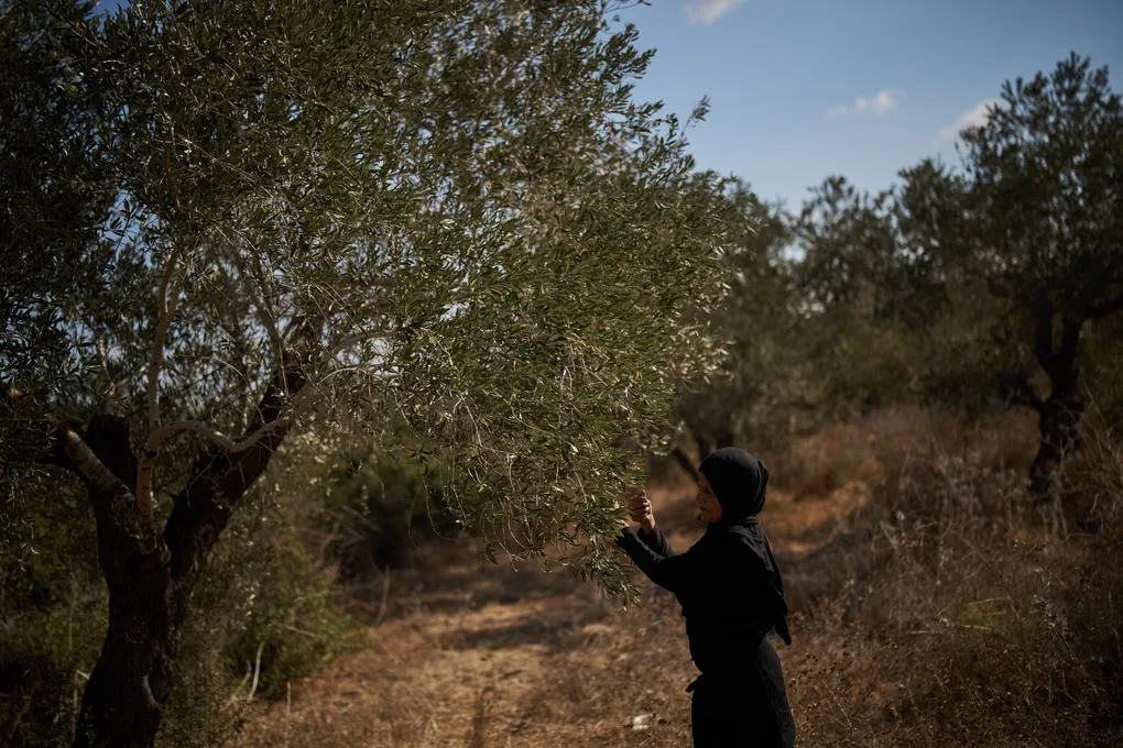 Palestinian grand mufti calls for boycott of settler olive oil amid harvest season