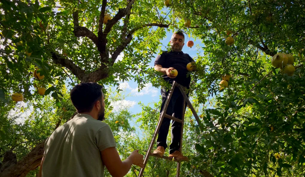 Idlib pomegranate farmers squeezed by rising costs, weak demand